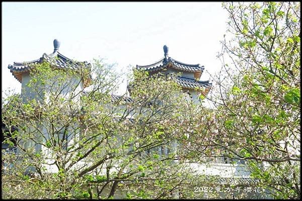 2022東方寺櫻花_0027.jpg