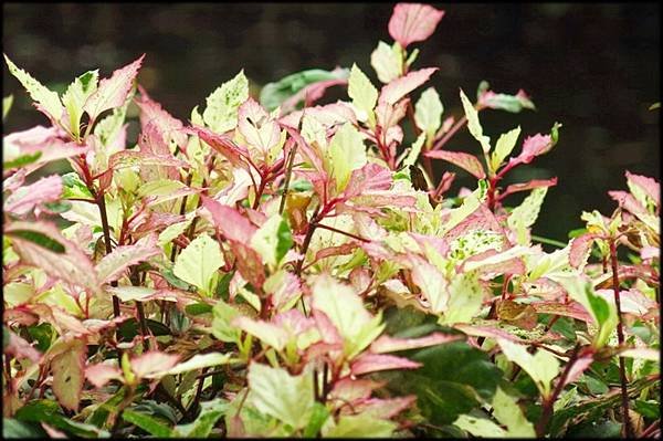 植物園閉鞘薑_002.JPG