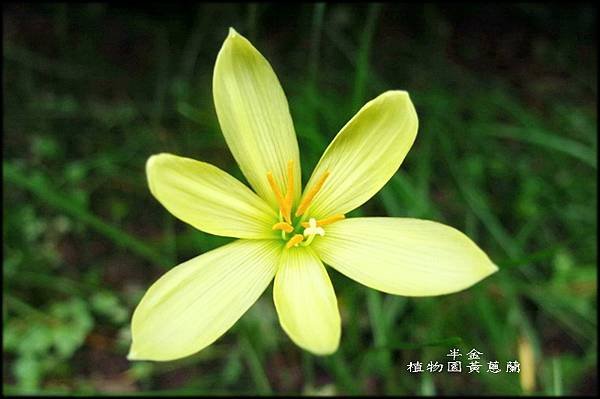 植物園閉鞘薑_022.jpg