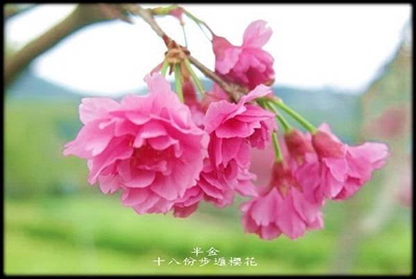 2023十八份步遁櫻花_021.jpg