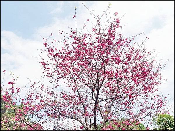 中正紀念堂賞櫻_035.jpg