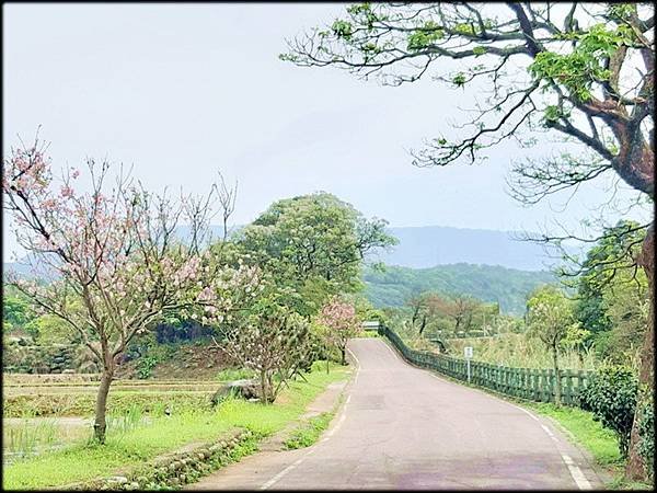 三芝櫻花水車公園_043.jpg