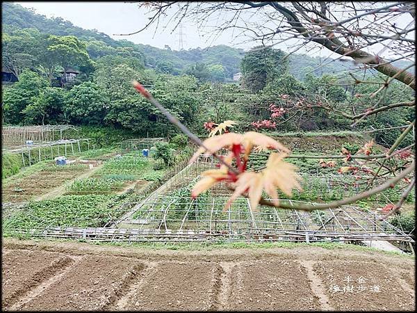 樟樹步道_054.jpg