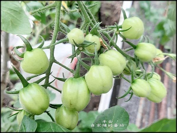 自種番茄_013.jpg