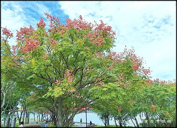 八里左岸步道賞台灣欒樹_004.jpg