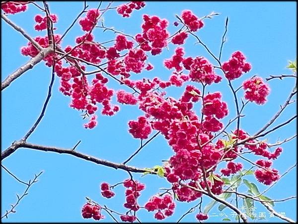 二叭子植物園賞櫻_040.jpg