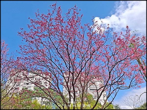 二叭子植物園賞櫻_055.jpg