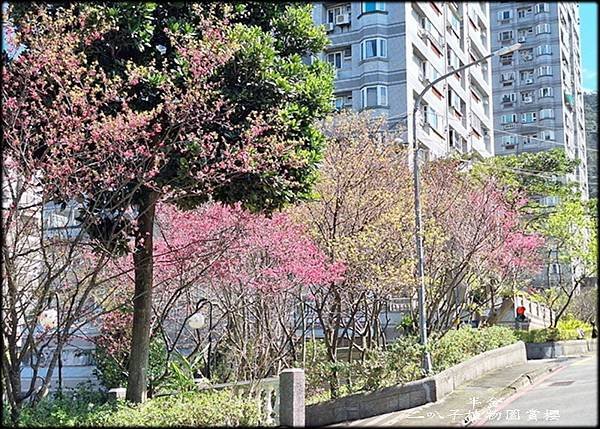 二叭子植物園賞櫻-1_005.jpg