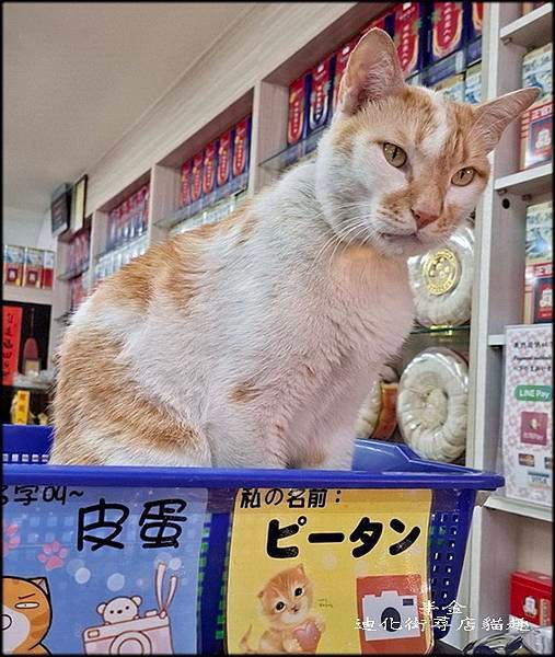 迪化街尋店貓趣_019.jpg
