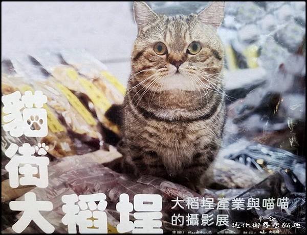 迪化街尋店貓趣_026.jpg