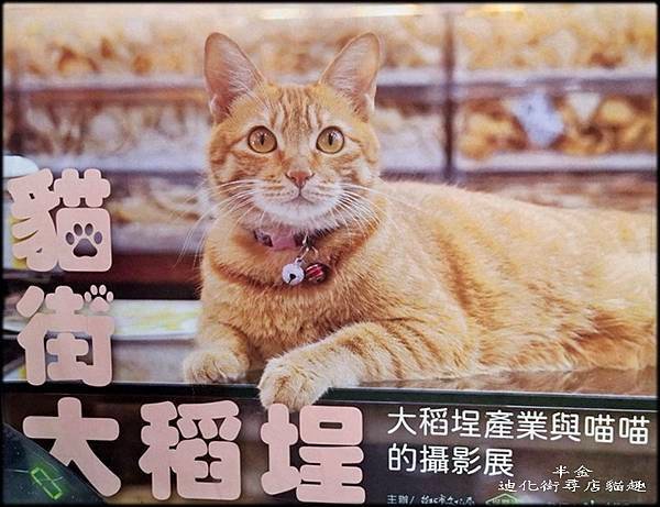 迪化街尋店貓趣_027.jpg