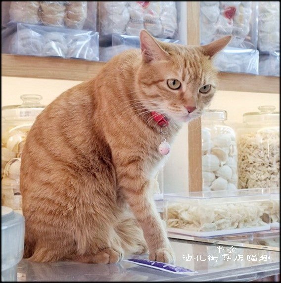 迪化街尋店貓趣_046.jpg