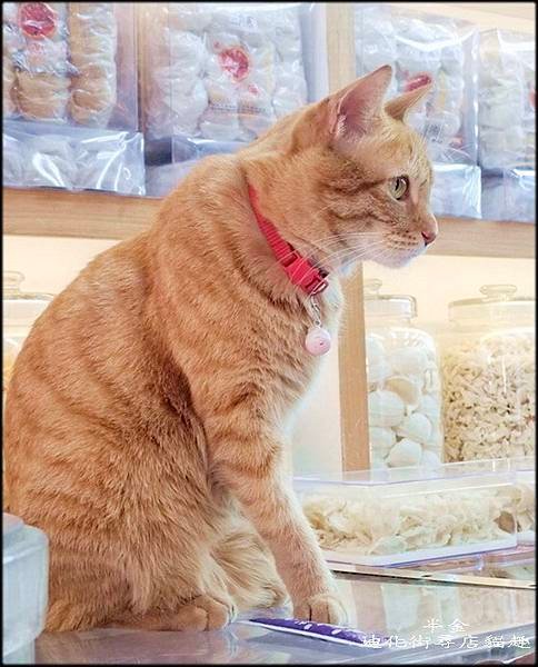 迪化街尋店貓趣_048.jpg