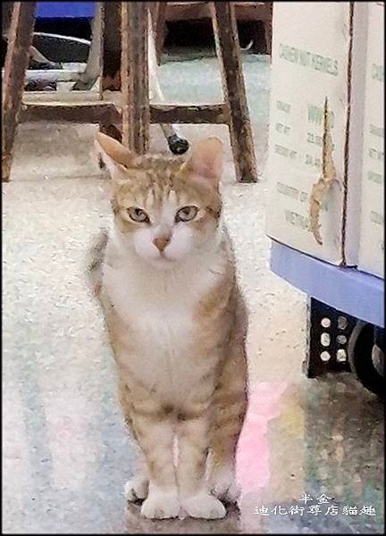 迪化街尋店貓趣_051.jpg