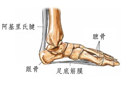 plantar fascia anatomy