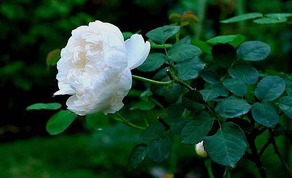 DSC_5288-1_408-1