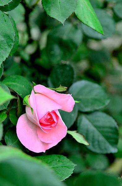 DSC_5306-1_415-1