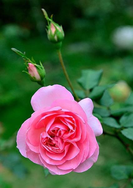 DSC_5307-1_416-1