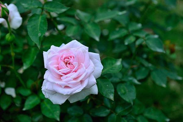 DSC_5309-1_417-1