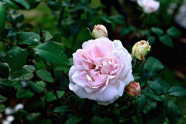 DSC_5273-1_397-1