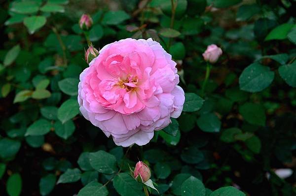 DSC_5290-1_409-1
