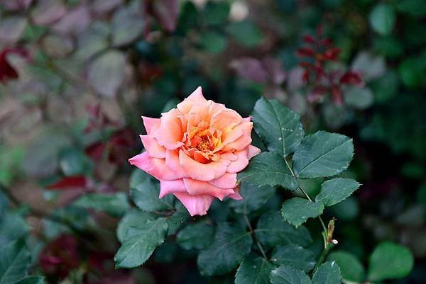 DSC_5367-1_447