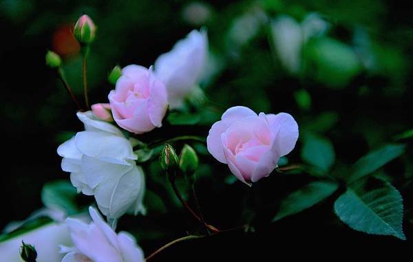 DSC_5356-1_441-1