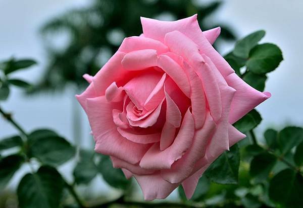 DSC_5341-1_433-1