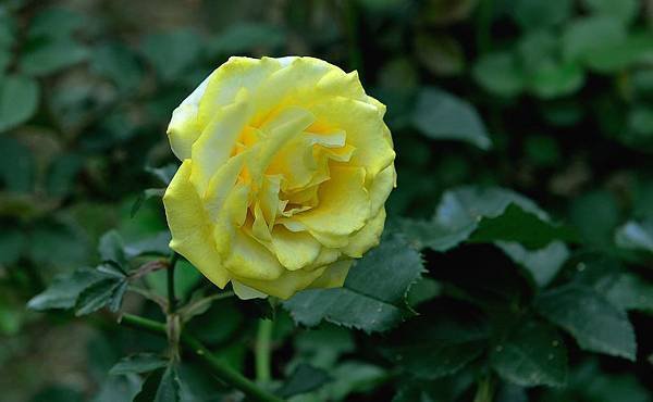 DSC_5344-1_434-1