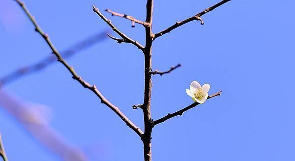 DSC_2000-1_2900.JPG