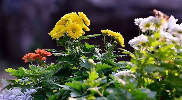 DSC_2099-1_3150.JPG