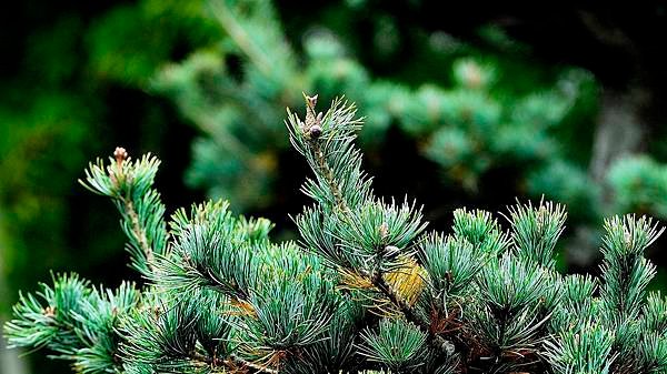 _DSC0338-1_3321.JPG