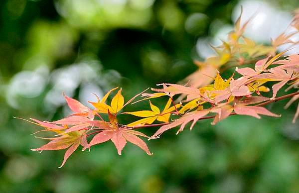 _DSC0349-1_3333.JPG