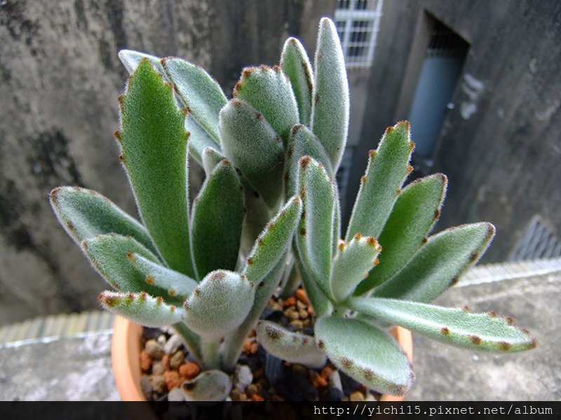 DSCF8480.JPG