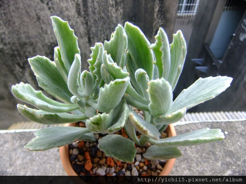 DSCF8474.JPG