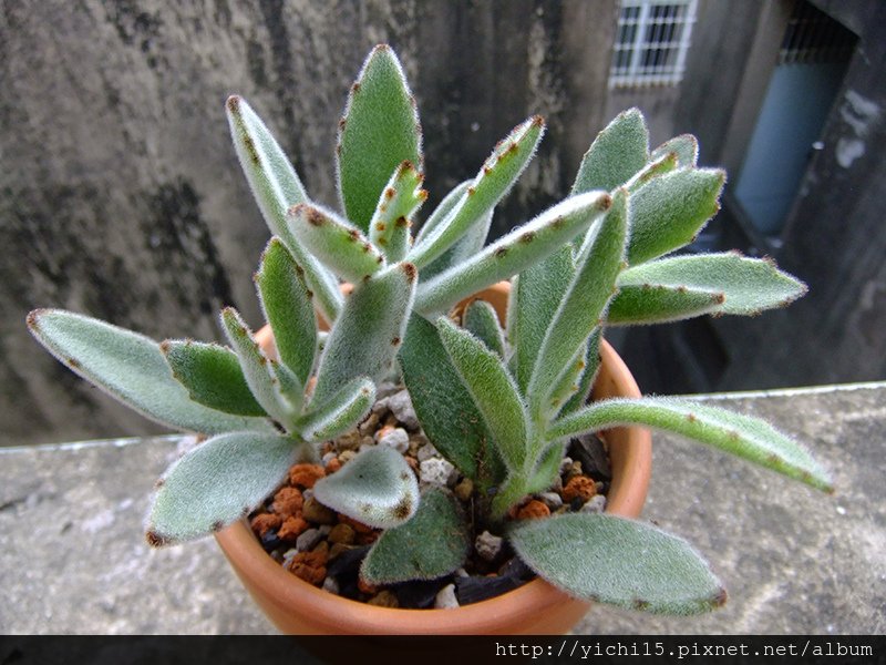 DSCF8485.JPG