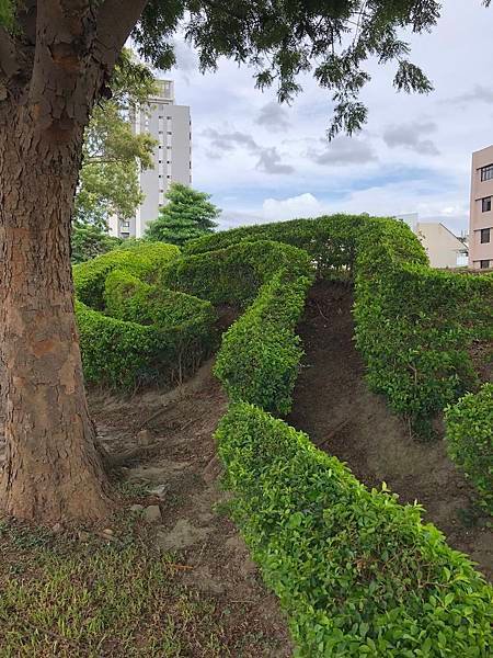 水景玫瑰公園-龍盤虎踞的綠籬 (2).JPG