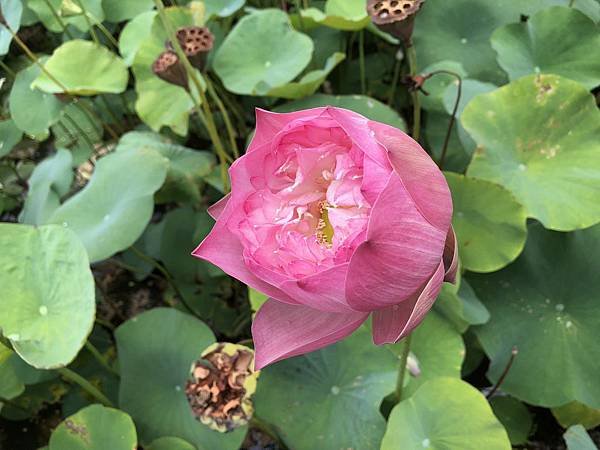 IMG_4295_結果.JPG