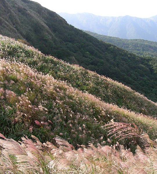 草山芒花