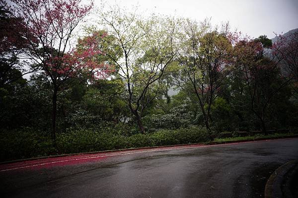 20140208三芝賞櫻步道