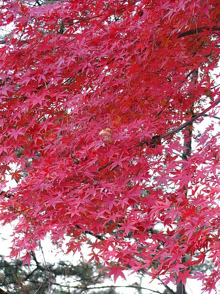 IMG_4700.JPG