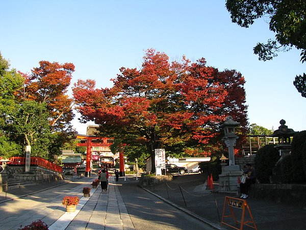 這是來到日本第一棵近看到的紅葉