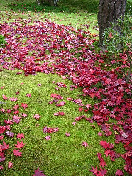 灑滿遍地的紅葉