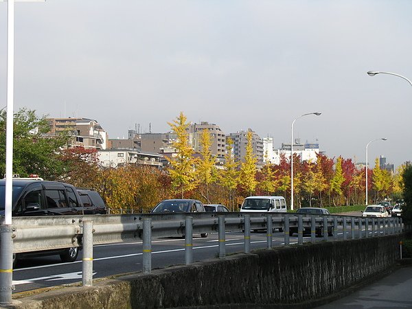 路邊竟然種滿了黃葉和紅葉 