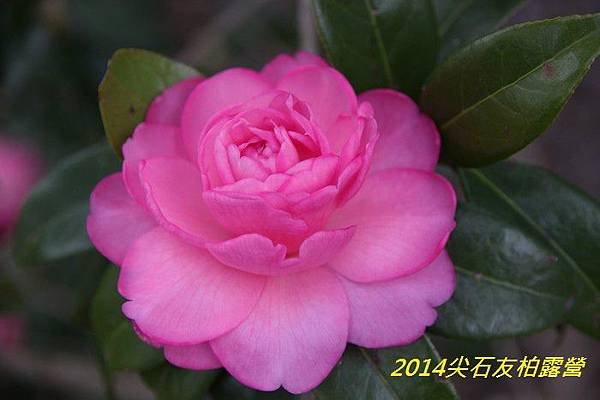 IMG_1428.jpg