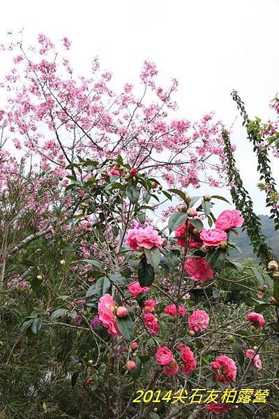 IMG_1394.jpg
