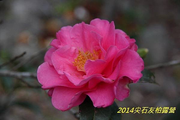 IMG_1403.jpg