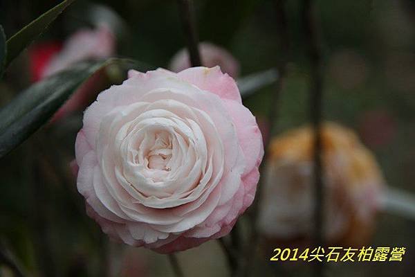 IMG_1413.jpg