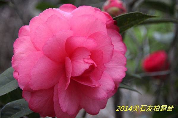 IMG_1414.jpg
