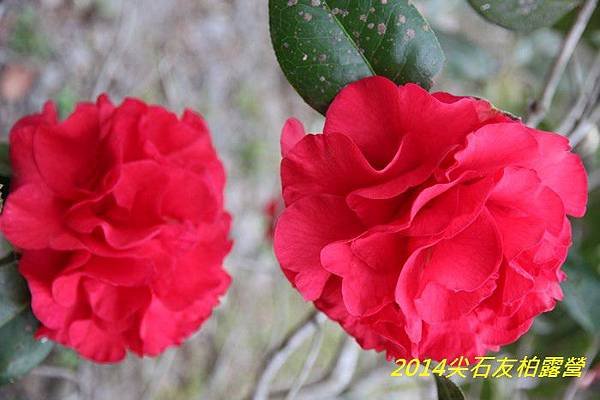 IMG_1416.jpg